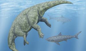 An artist's (Dimtry Bogdanov) depiction of a dead Hadrosaur claosaurus dinosaur floating in the Western Interior Sea of Kansas during the Cretaceous period with two Squalicorax sharks circling around it. The shark teeth found in the City of David (Jerusalem) and also in other Middle Eastern deserts, like those in Morocco, were from this very species!   