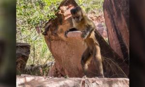 Monkeys Smashing Nuts Hint at How Human Toolmaking Evolved 