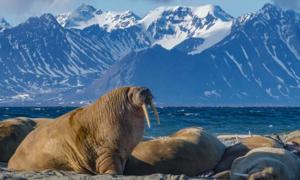 The Icelandic walrus began extinct at the arrival of the Norse. Source: Calvin / Adobe Stock.