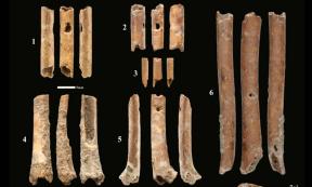 Bone ‘aerophones’ or flutes from Eynan-Mallaha. Source: Laurent Davin et al/ Nature 