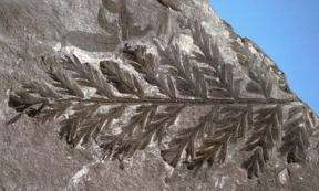 Fossil found in the Antarctic.