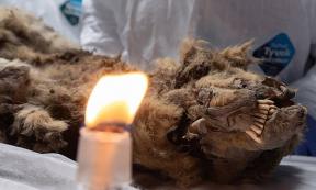 Close up of the 44,000-year-old wolf from Siberia. 