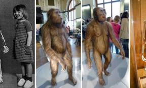 Left; The reconstructed skeleton of Lucy, found in Hadar, Ethiopia, in 1974, and Grace Latimer, then age 4, daughter of a research team member. Right; Reconstruction of a male (left) and female (right) A. afarensis at the Natural History Museum, Vienna. Right, Lucy skeleton, Cleveland Natural History Museum. Source: CC BY 2.0 /CC BY-SA 4.0/CC BY-SA 4.0/CC BY SA 2.0