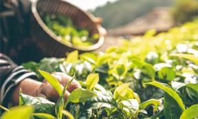 Harvesting tea leaves, China. Source:  Anatta_Tan / Adobe Stock.