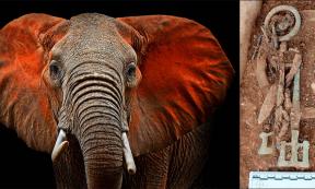 Anglo-Saxon ivory rings were sourced from African elephants. Source: kyslynskyy / Adobe Stock 