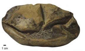 A side view of the Antarctica fossil of the giant egg. Source: Legendre et al. 2020 / University of Texas