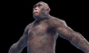 3D computer generated illustration of male Australopithecus afarensis. Source: SciePro/Adobe Stock