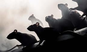 Fleas on rats spread the plague. Source: kichigin19 / Adobe Stock.