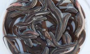 Baby eels used in Vietnamese eel soup. Source: tulpahn / Adobe Stock.