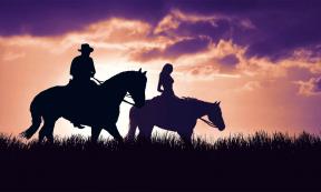 Is sexism exhibited in Bronze Age horse selection?     Source: ginettigino / Adobe Stock
