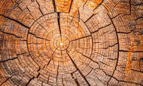 Tree rings. Source: tomeyk / Adobe Stock.