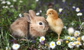 Hares and chickens were revered during the Iron Age. Source: Uros Petrovic / Adobe Stock.