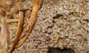 Close-up of the threaded beads on attire UE 344, found next to the bones of Individual 343.