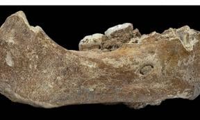 Piece of Denisovan jawbone with two attached molars, recovered from Baishiya Karst Cave on Tibetan Plateau.