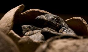 Dinosaur eggs 