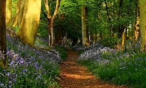 The Ridgeway in Grim's Ditch near Mongewel