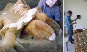 Indian scientists survey Palaeoloxodon (elephant) fossil and stone tools excavated nearby.