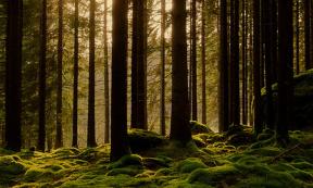 Help Save Elfdalian, the Ancient Viking Forest Language of Sweden