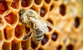 Etruscans Transported Bees by Boat to Reach the Best Flowers!