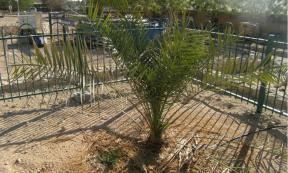 Resurrected Judean date palm in Israel