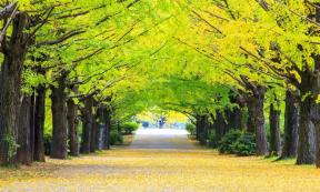 Scientists Crack Secrets of Ginkgo Trees’ Near-Immortality 