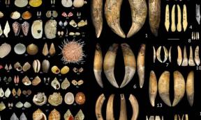 Between 34,000 and 24,000 years ago, diverse European cultures from the Gravettian period utilized marine shells, teeth, beads, and other ornaments for personal adornment, shown here. Source: J. Baker, et al/Nature