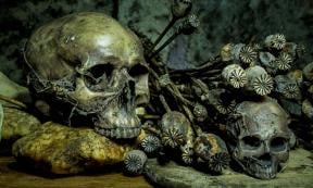 Still life with skull and withered opium head. 