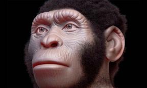 Homo Naledi facial reconstruction. Source: Cicero Moraes / CC by SA 4.0.