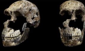 Three-quarter and frontal views of Homo neledi skull from Lesedi Chamber, South Africa. Source: Hawks, J et al/Elife Sciences