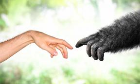 Human evolution