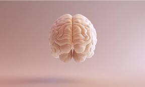 Human brain Anatomical Model illustration.	Source: paul/Adobe Stock