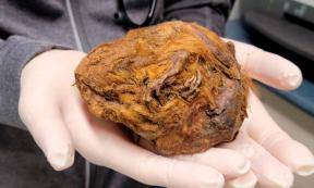 The 30,000-year-old ball of preserved fur and bones that has been found to be an Ice Age squirrel. Source: Yukon Beringia Interpretive Centre