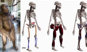 Australopithecus afarensis model reconstruction at the Natural History Museum, Vienna, Right; Reconstructing locomotor anatomy 