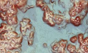 Lidar image reveals ancient buildings and landscape modifications (including public plazas, agricultural terraces, and field walls)