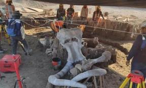 Fossils of almost 70 mammoths have been found at the future site of a Mexican airport. Source: INAH