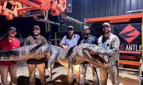 It was inside of this giant Mississippi alligator, which was 13.4 feet (4.1 meters) long and weighed 750 pounds (340 kg), that the two ancient artifacts were found.     Source: Red Antler Processing