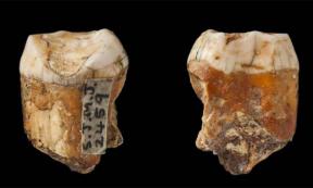Neanderthal Interbreeding with Humans Rampant on Jersey?