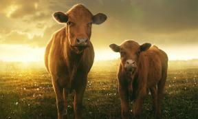 A new study of Neolithic pottery fragments has revealed ancient Britons were among the first people to farm dairy. Pictured: Cow and her calf in sunset. Source:  lassedesignen / Adobe stock
