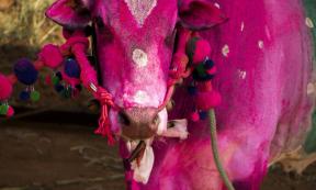 Colorful Indian Kangayam Holy Cow ready for pongal festival.           Source: pradeep/ Adobe stock