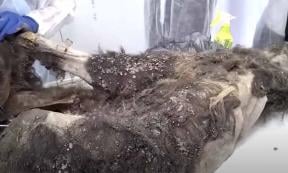 The prehistoric Siberian bear. Source: YouTube Screenshot / Reuters.