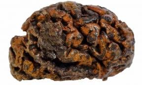 The thousand-year-old preserved human brain of an individual excavated from the c. 10th century churchyard of Sint-Maartenskerk in Ypres, Belgium. This specimen is among more than 4,000 recorded in a newly compiled archive.                           Source: Alexandra L. Morton-Hayward/Royal Society Publishing