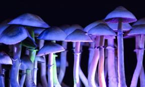 Magic mushrooms contain the chemical psilocybin which cause hallucinogens. Source: Martina / Adobe Stock.