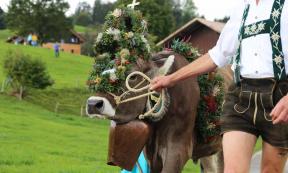 The celebration involves giving 3 cows to the Spanish. Source: U. J. Alexander / Adobe Stock.