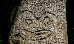 Rakau Momori Moriori tree carvings. Source: Royston Vasey / CC BY-SA 3.0