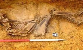 The excavated burial of Offord Cluny 203645. DNA has revealed he was a Sarmatian immigrant to Britain. Source: MOLA Headland Industry