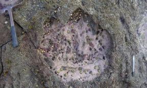 A sauropod footprint found in Scotland was among several that included smaller, two-legged meat-eating dinosaur footprints.