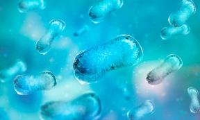 Top image: Colony of microbes, representational image. Source: iarhei / Adobe Stock