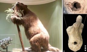 Left, A giant sloth reproduction. Right; The 33,000-year-old calcaneus (heel bone) of Lestodon armatus 