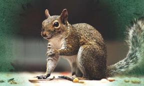 Squirrels – ancient messengers from the underworld (Public Domain) and squirrel tracks
