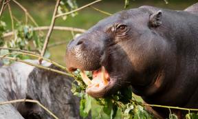Muzzle of a dwarf Liberian hippo.  